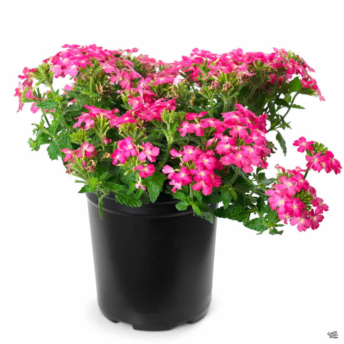 Firehouse Verbena