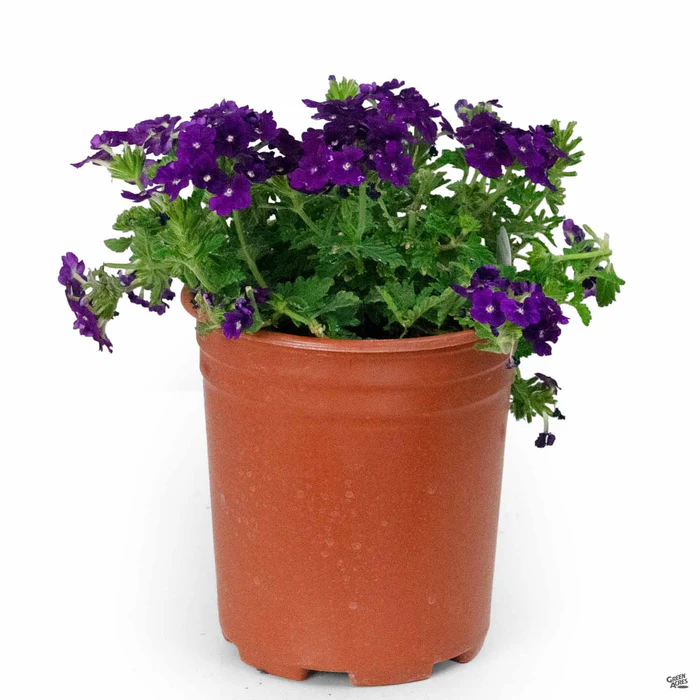 Firehouse Verbena