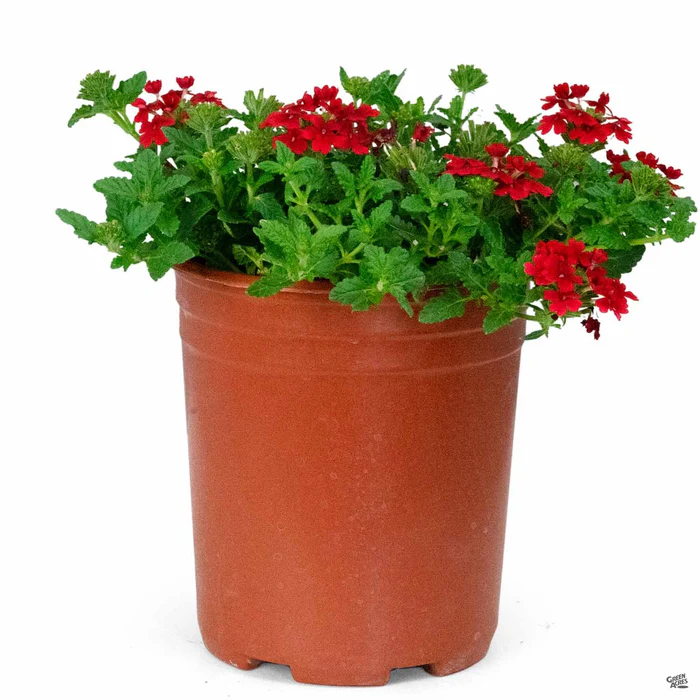 Firehouse Verbena