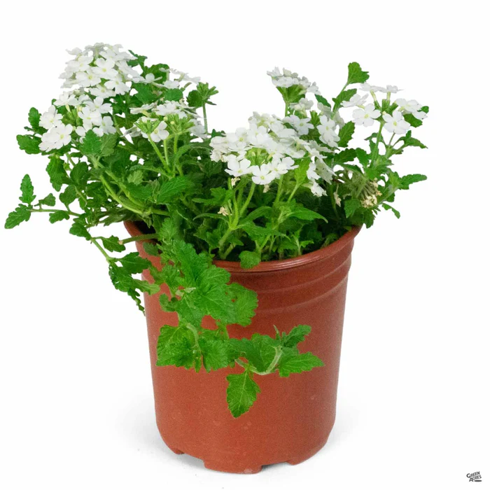 Firehouse Verbena
