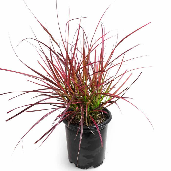 Fountain Grass 'Fireworks'