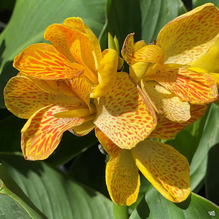 2419-cannasol-canna-1.webp CannaSol Canna