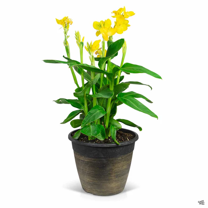 2419-cannasol-canna-10.webp CannaSol Canna