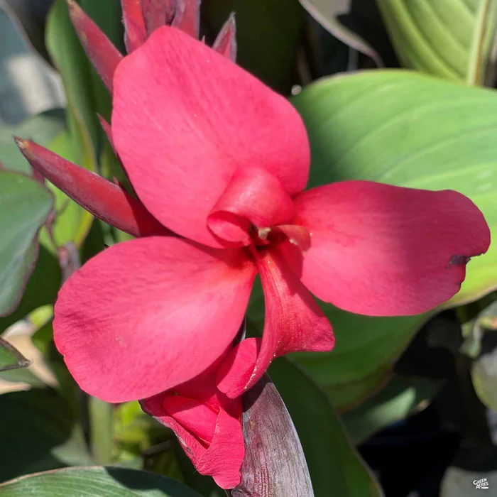 2419-cannasol-canna-2.webp CannaSol Canna