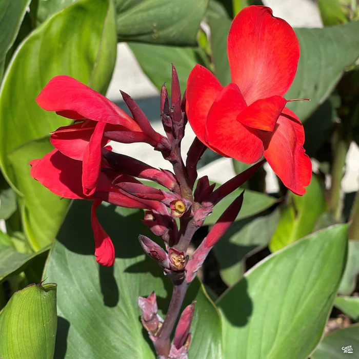 2419-cannasol-canna-3.webp CannaSol Canna