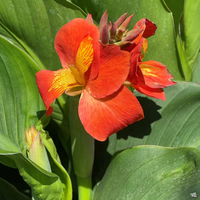 2419-cannasol-canna-4.webp CannaSol Canna