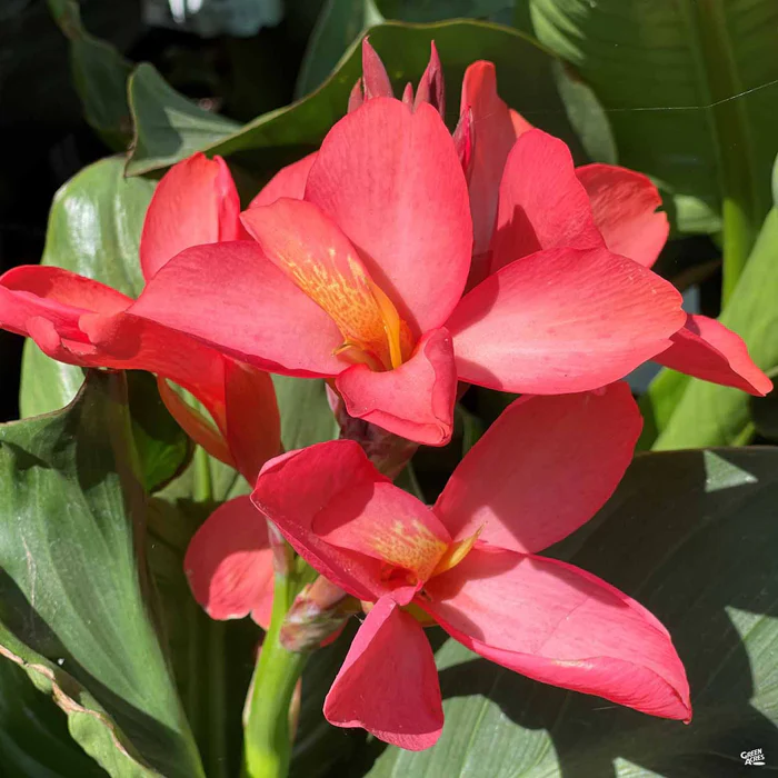 2419-cannasol-canna-5.webp CannaSol Canna