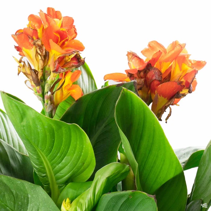 2419-cannasol-canna-6.webp CannaSol Canna