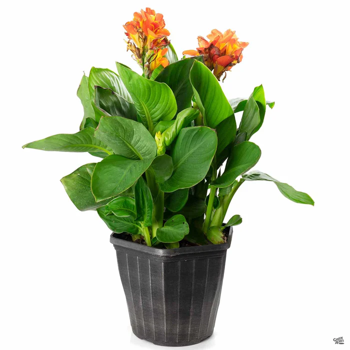 2419-cannasol-canna-7.webp CannaSol Canna