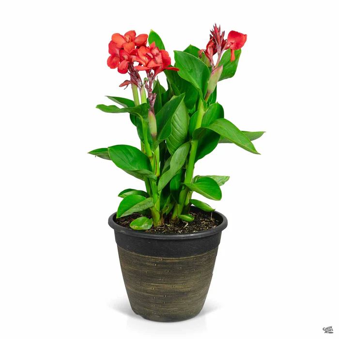 2419-cannasol-canna-8.webp CannaSol Canna