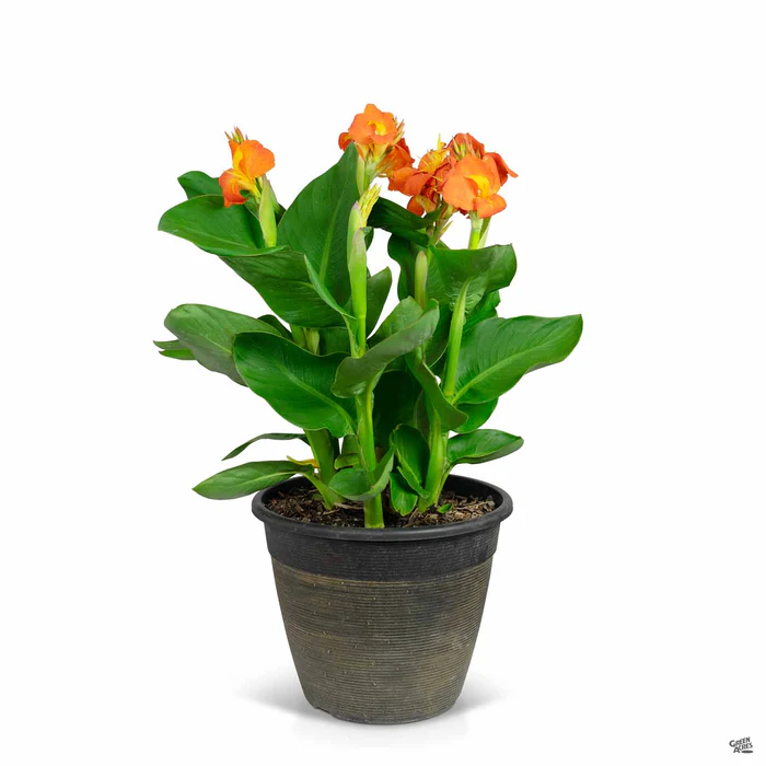 2419-cannasol-canna-9.webp CannaSol Canna