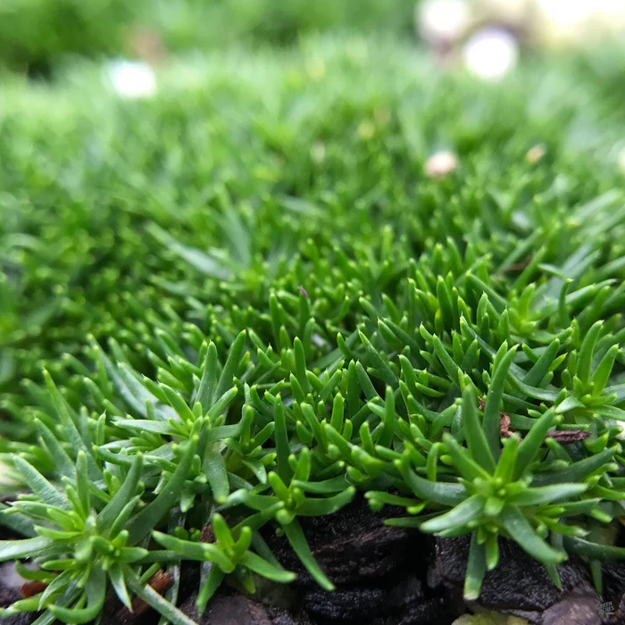 242-irish-moss-1.webp Irish Moss