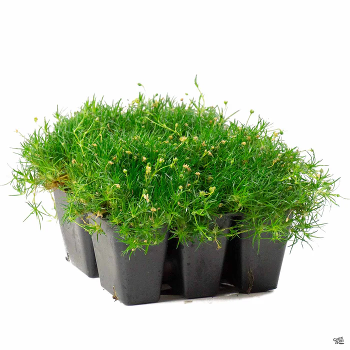 242-irish-moss-2.webp Irish Moss