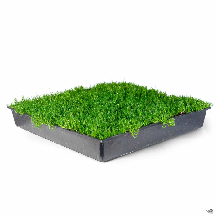 242-irish-moss-3.webp Irish Moss