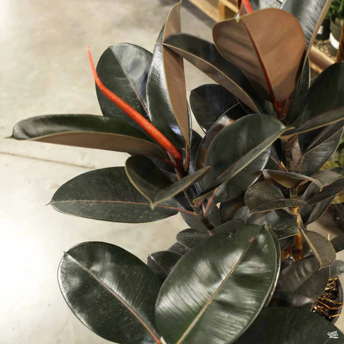Rubber Plant 'Burgundy'