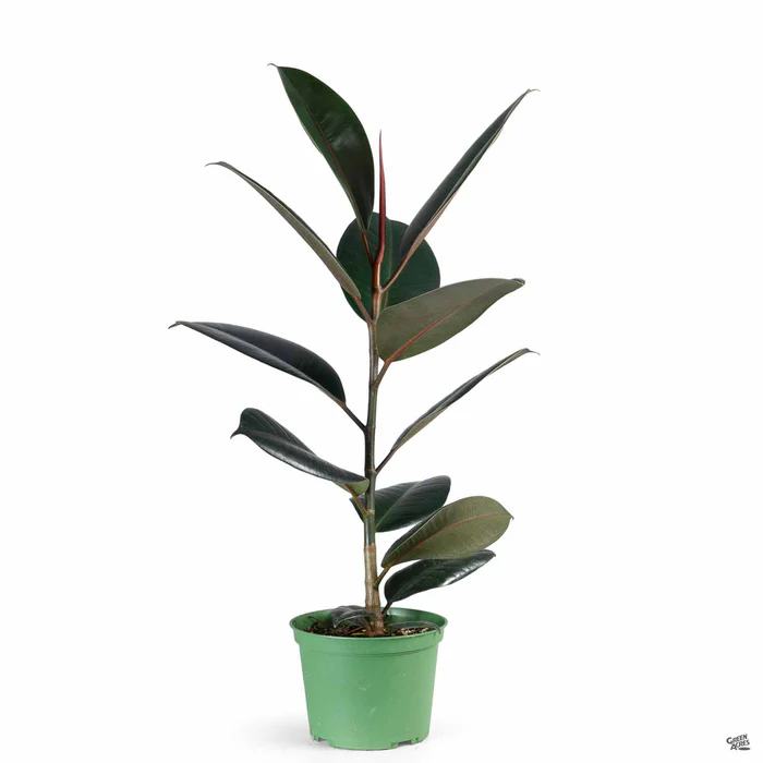 Rubber Plant 'Burgundy'