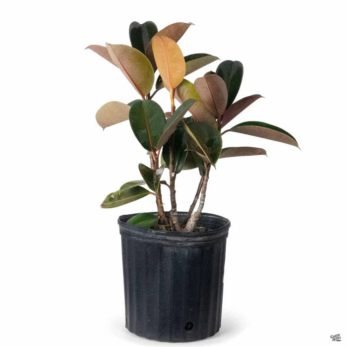 Rubber Plant 'Burgundy'