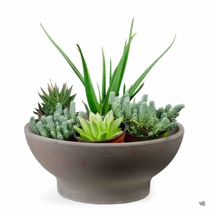 2427-german-planter-bowl-clay-pot-chocolate-marbled-2.webp German Planter Bowl Clay Pot Chocolate Marbled