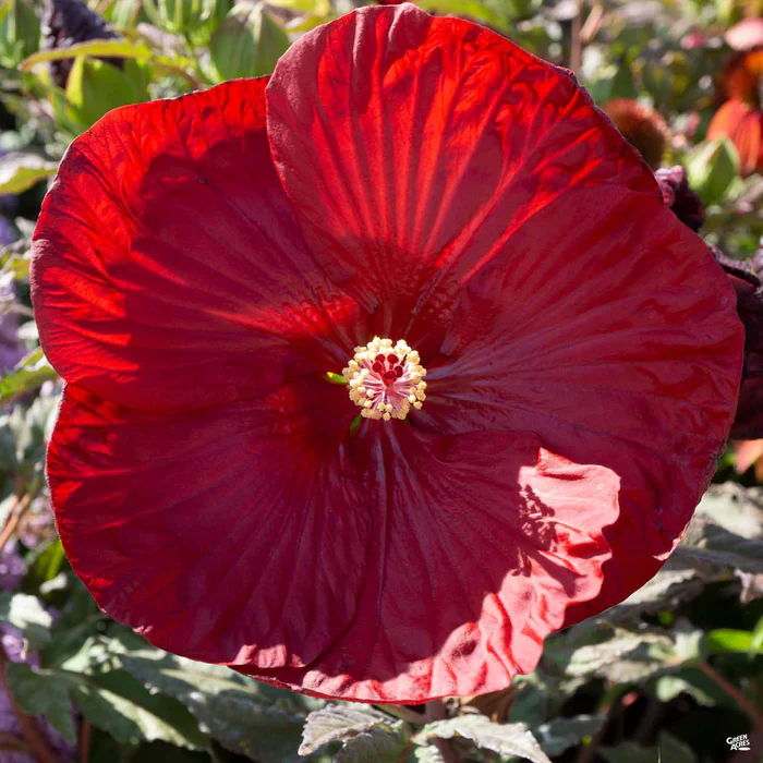 2433-summerific-hibiscus-1.webp Summerific Hibiscus