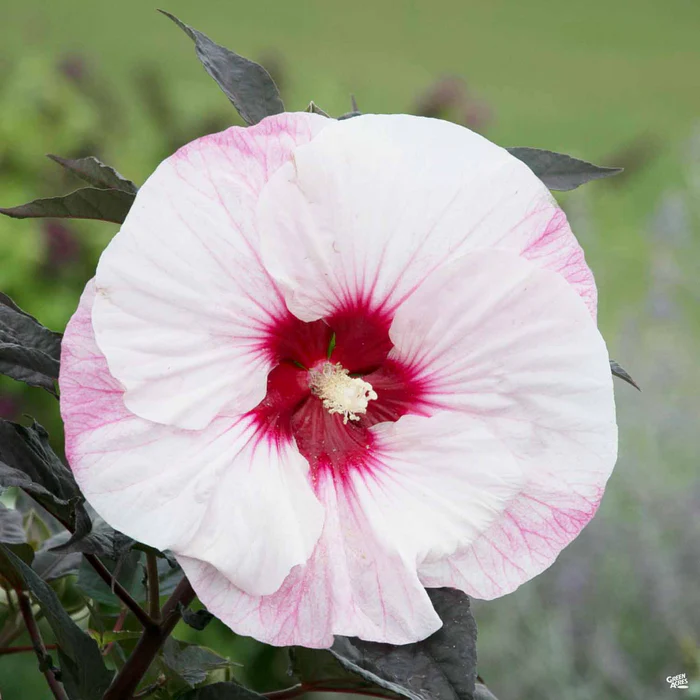 2433-summerific-hibiscus-2.webp Summerific Hibiscus