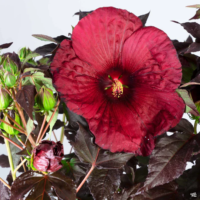 2433-summerific-hibiscus-3.webp Summerific Hibiscus