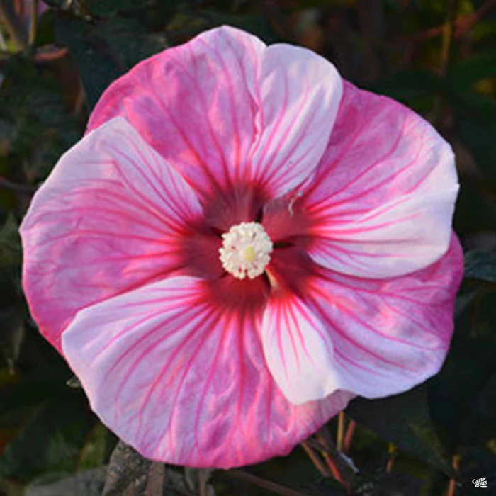 2433-summerific-hibiscus-4.webp Summerific Hibiscus