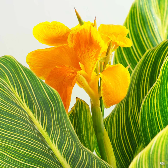 2436-canna-gold-stripe-1.webp Canna 'Gold Stripe'