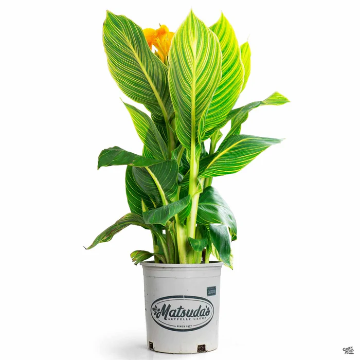 2436-canna-gold-stripe-2.webp Canna 'Gold Stripe'
