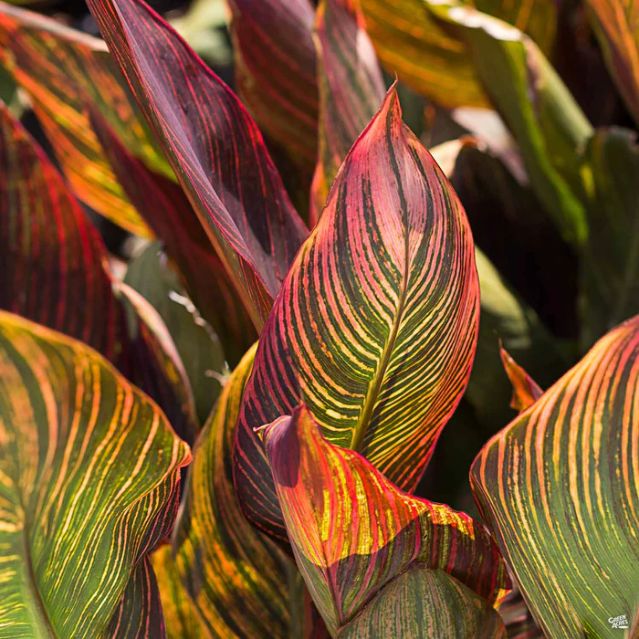 Canna 'Orange Stripe'
