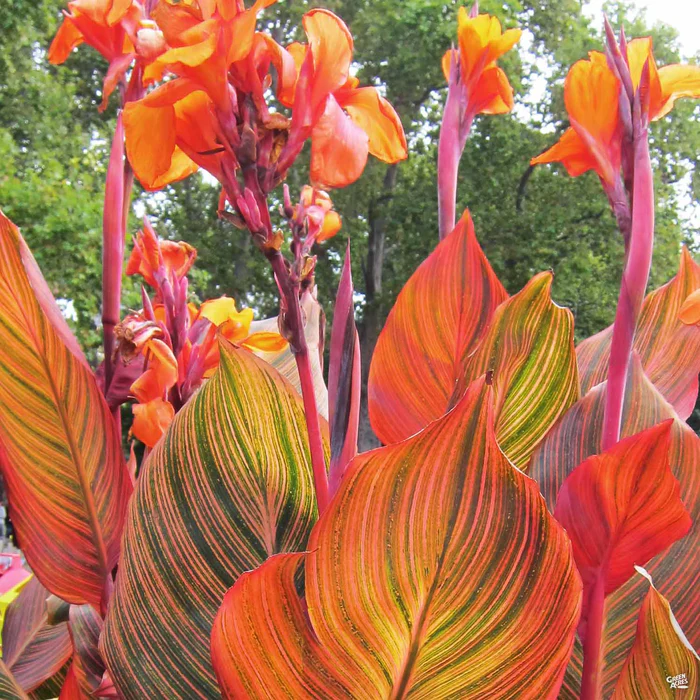 Canna 'Orange Stripe'