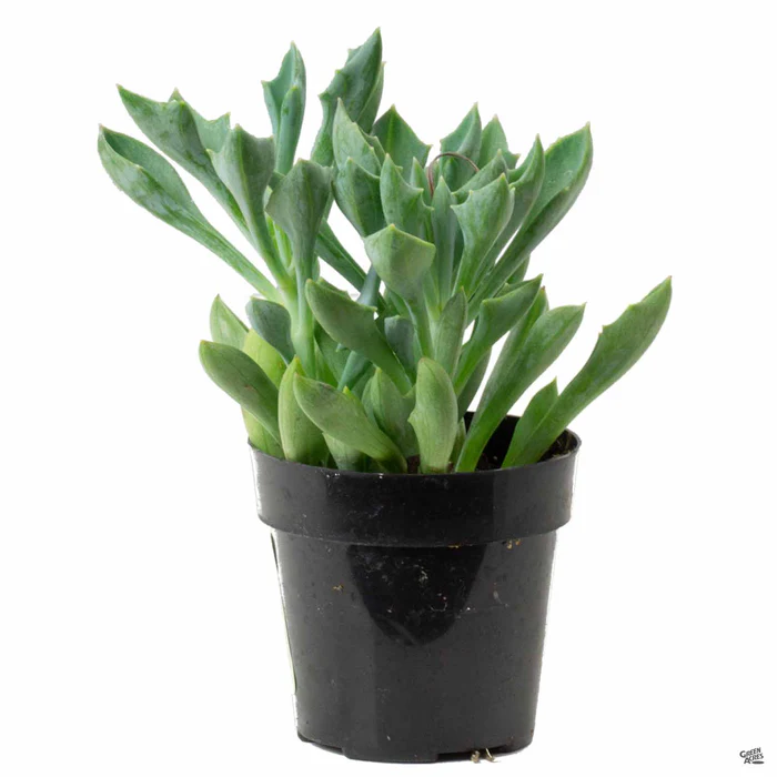 2442-senecio-spear-head-1.webp Senecio ‘Spear Head’