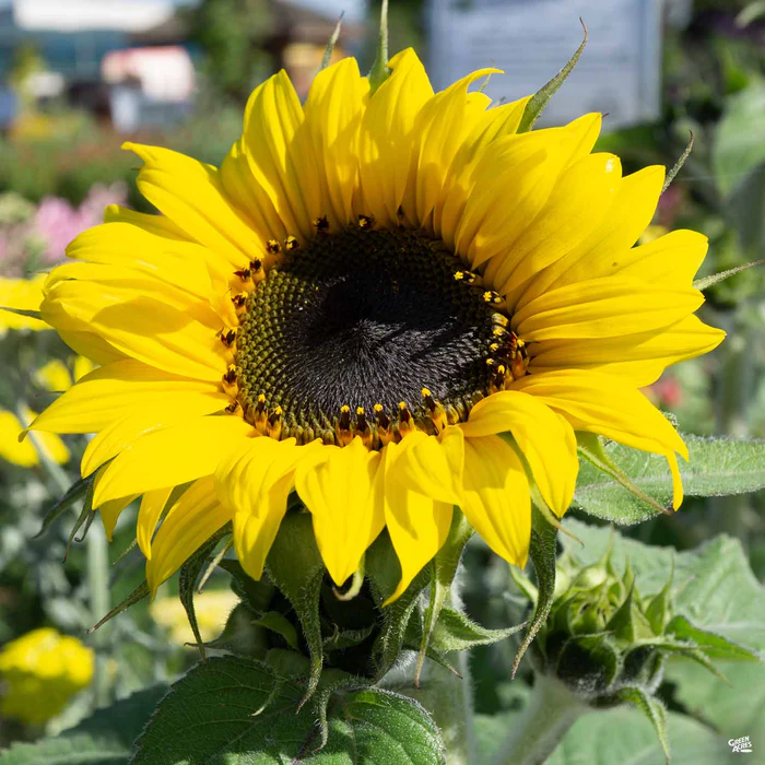2443-sunflower-1.webp Sunflower