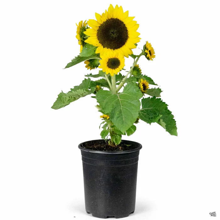 2443-sunflower-2.webp Sunflower