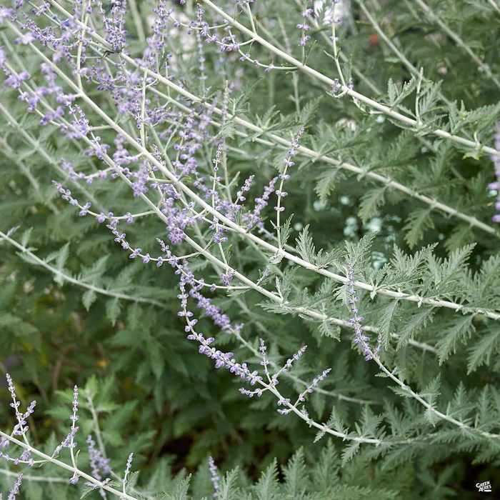 2444-russian-sage-little-spire-1.webp Russian Sage 'Little Spire'