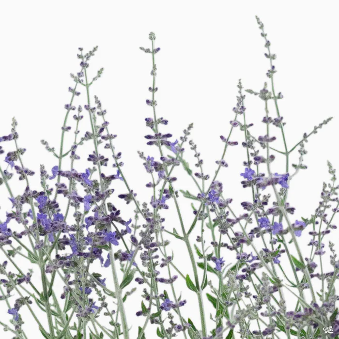 2444-russian-sage-little-spire-2.webp Russian Sage 'Little Spire'