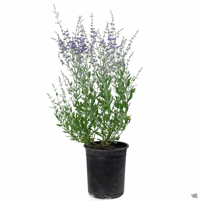 2444-russian-sage-little-spire-3.webp Russian Sage 'Little Spire'