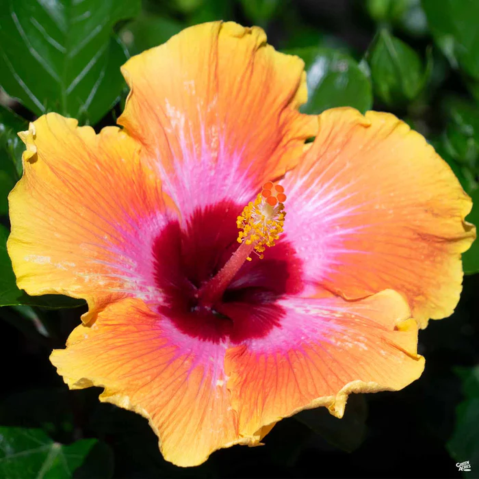 2445-hibiskiss-spin-the-bottle-1.webp HibisKISS Spin the Bottle