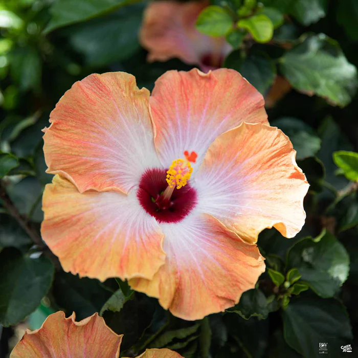 HibisKISS Spin the Bottle