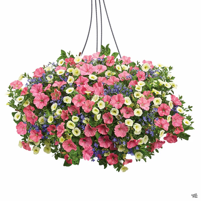 Hanging Basket 12"