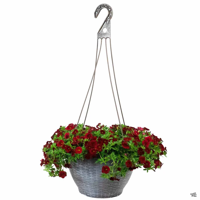 Hanging Basket 12"