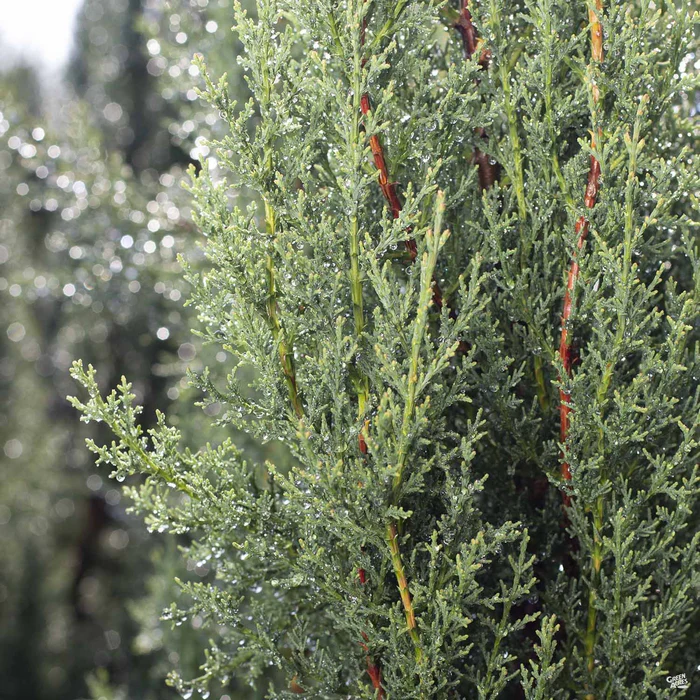 Blue Italian Cypress
