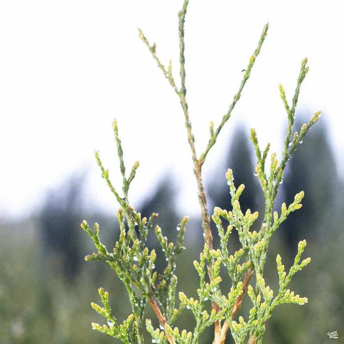Blue Italian Cypress