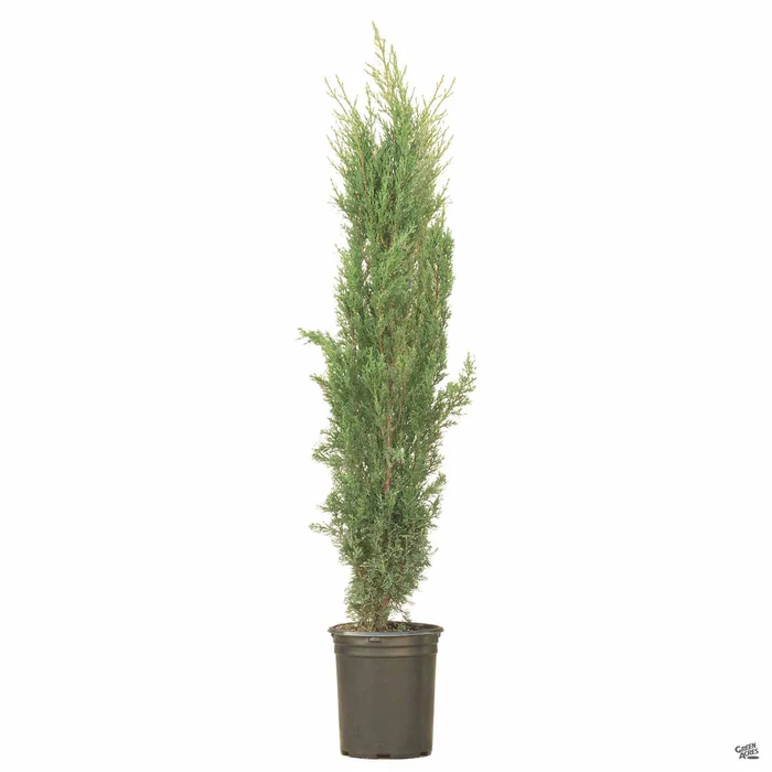 Blue Italian Cypress