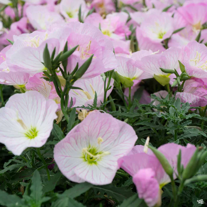 2459-mexican-evening-primrose-1.webp Mexican Evening Primrose
