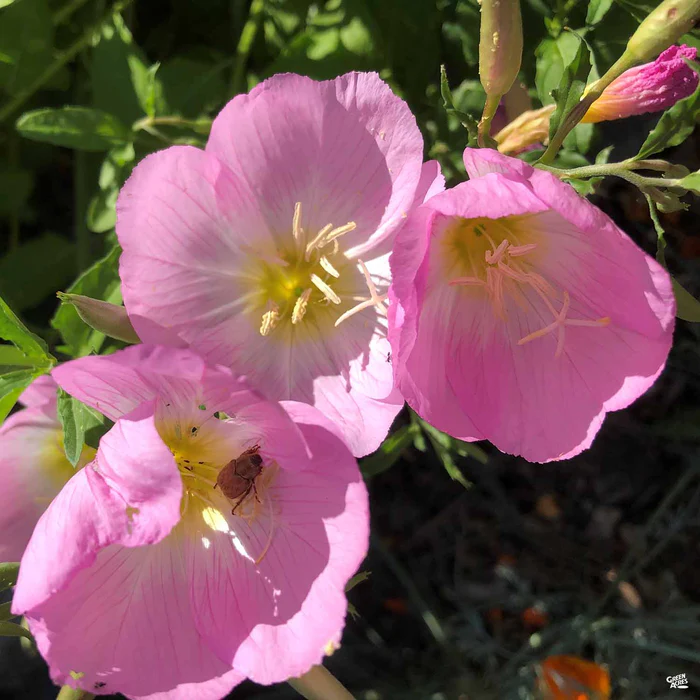 2459-mexican-evening-primrose-2.webp Mexican Evening Primrose