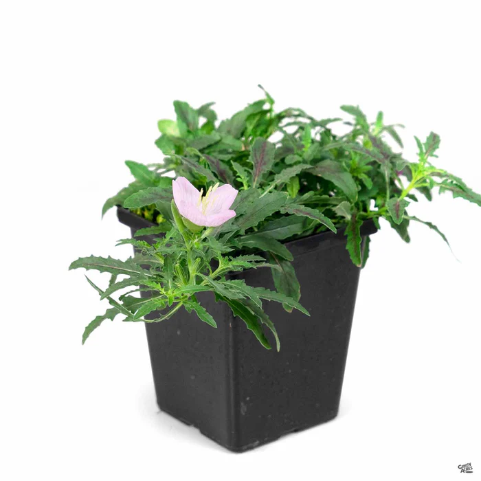 2459-mexican-evening-primrose-3.webp Mexican Evening Primrose