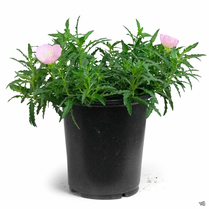 2459-mexican-evening-primrose-4.webp Mexican Evening Primrose