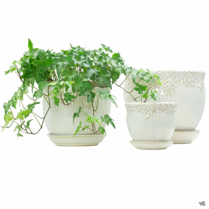 Ivy League Jardiniere