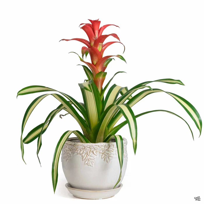 248-ivy-league-jardiniere-2.webp Ivy League Jardiniere