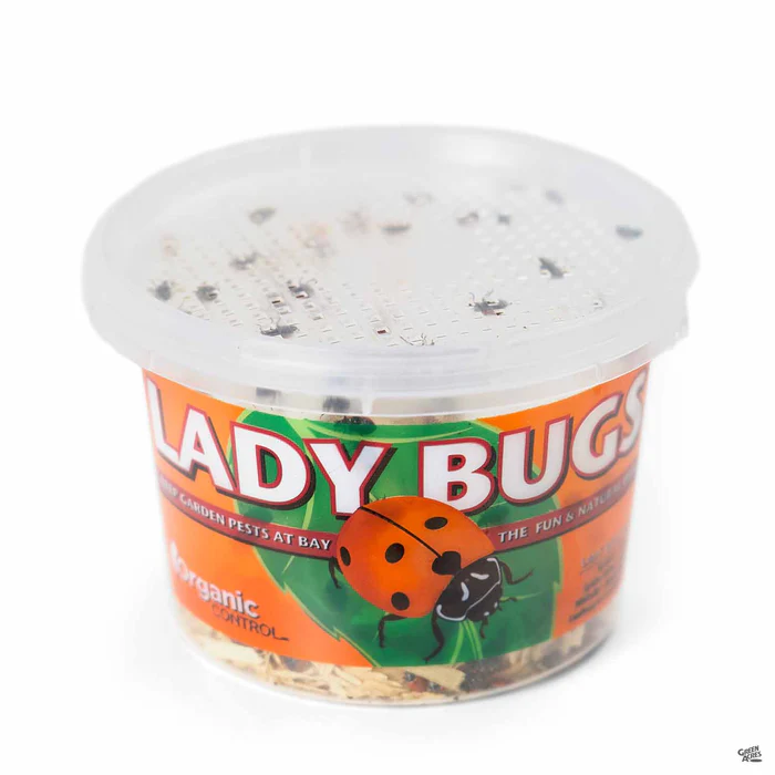 2486-ladybugs-1.webp Ladybugs